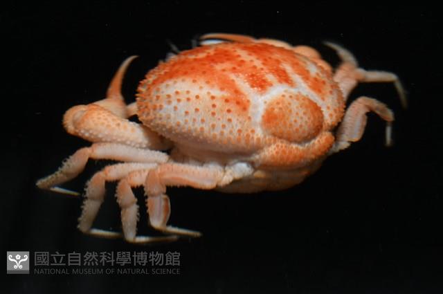 薄片異核果蟹藏品圖，第8張