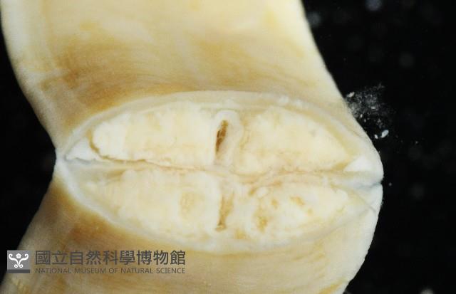 無溝紐蟲之一種藏品圖，第8張