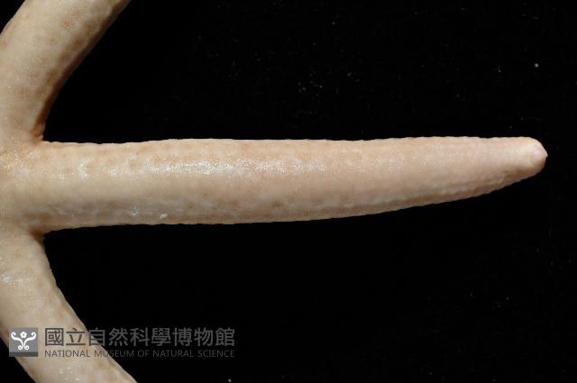 藍指海星藏品圖，第8張