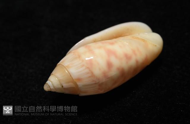巴金森氏榧螺藏品圖，第8張