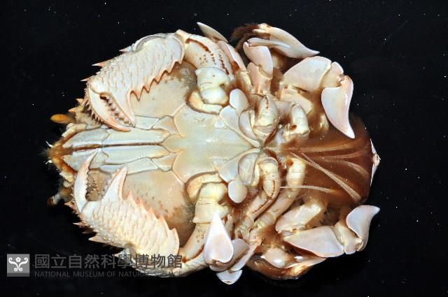 蛙形蟹藏品圖，第8張