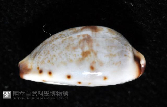 小眼寶螺藏品圖，第8張