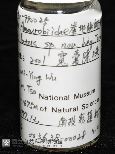 寬股隙蛛藏品圖，第8張