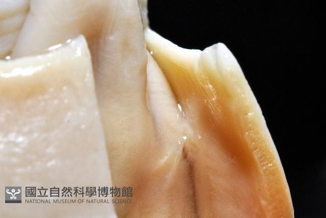 寇氏擬耳烏賊藏品圖，第8張