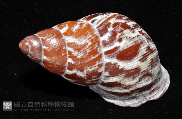 雲嬌蝸牛藏品圖，第8張