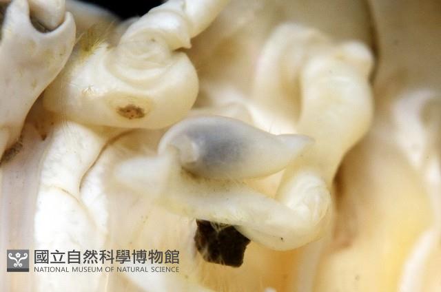 未知種棘鎧蝦藏品圖，第8張
