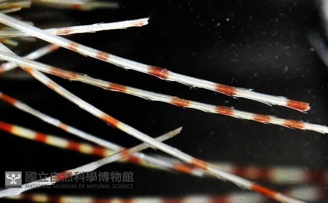 扁仙壺海膽藏品圖，第8張