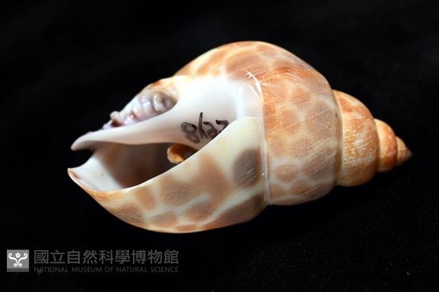 錫蘭鳳螺藏品圖，第8張