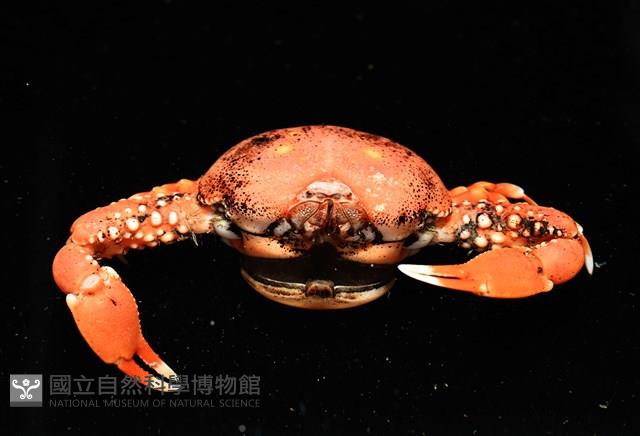 鈍額玉蟹藏品圖，第8張