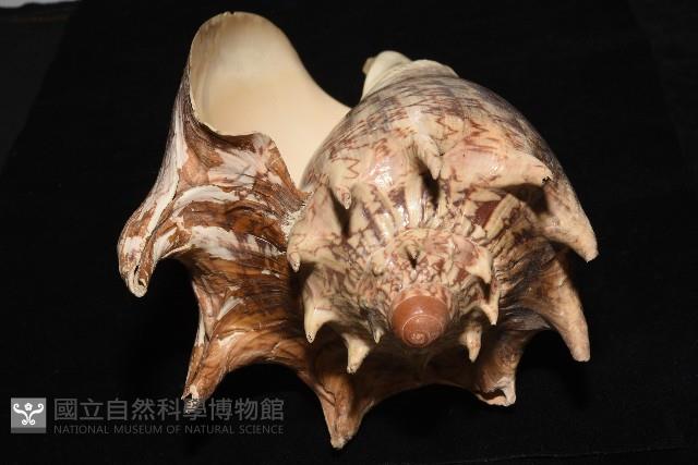 帝王渦螺藏品圖，第8張