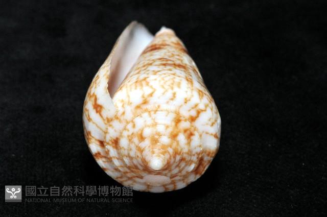 海神芋螺藏品圖，第8張