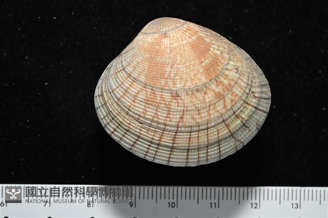 歧紋簾蛤藏品圖，第8張