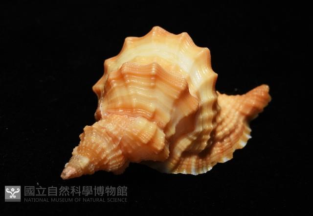聳肩扭法螺藏品圖，第8張