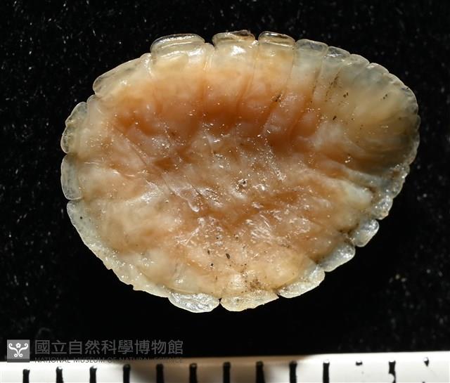 思氏不對稱鰓虱藏品圖，第8張