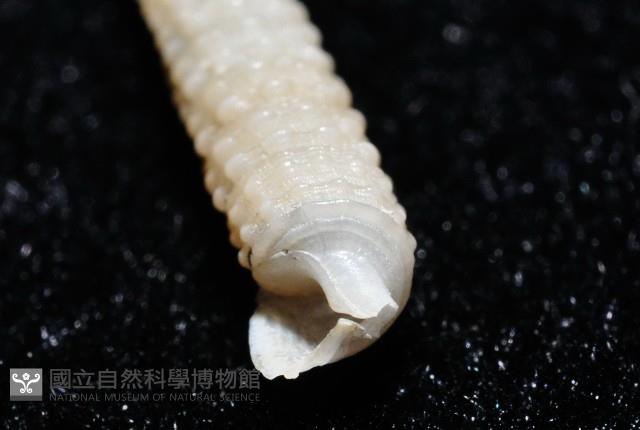 女王左錐螺藏品圖，第8張