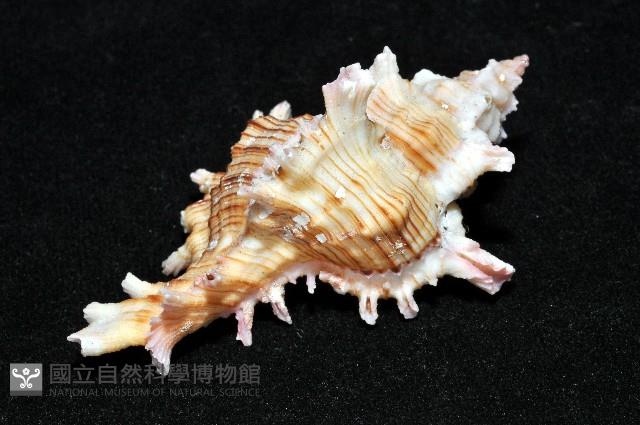 紅千手螺藏品圖，第8張