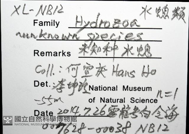 未知種水螅藏品圖，第8張