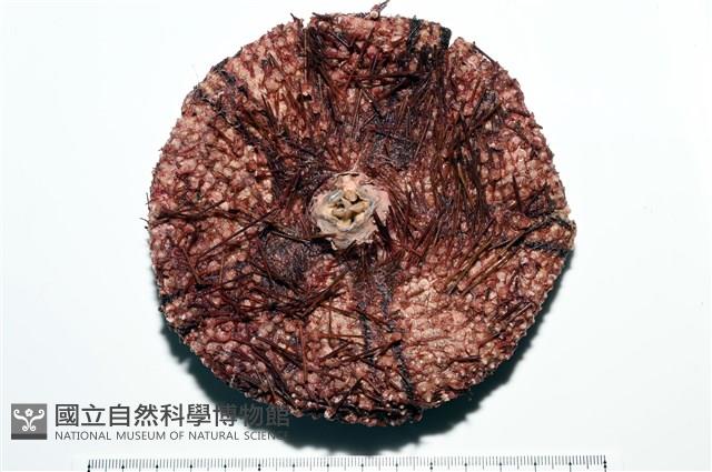 輻星肛海膽藏品圖，第8張