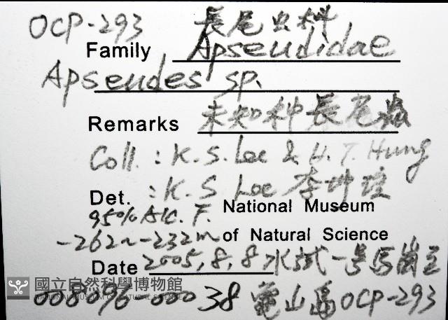 未知種長尾蟲藏品圖，第8張