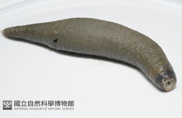 紫紋芋參藏品圖，第8張