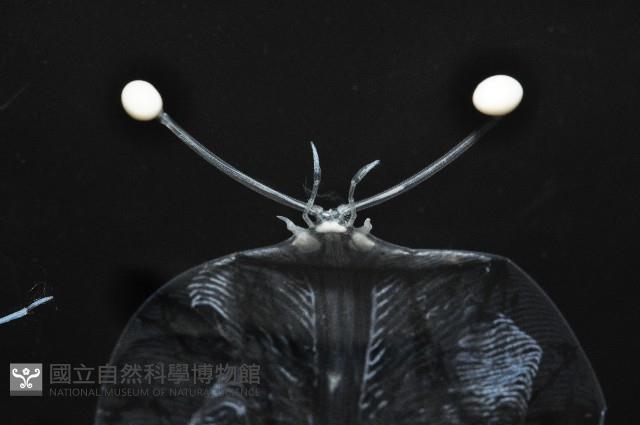 未知種礁岩扇蝦藏品圖，第8張