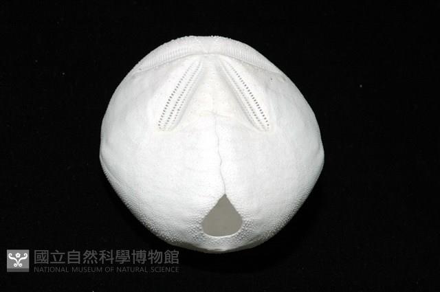 心形海壺藏品圖，第8張