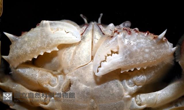 頑強(勝利)黎明蟹藏品圖，第8張