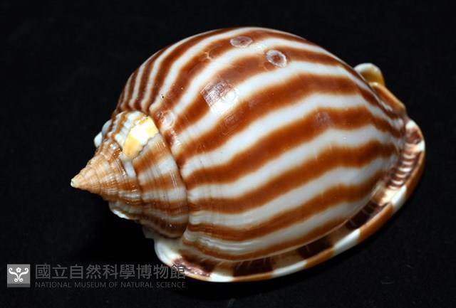 條紋鬘螺藏品圖，第8張