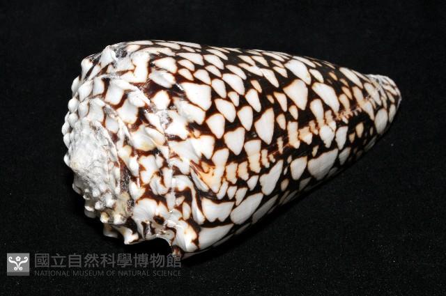 花巾芋螺藏品圖，第8張
