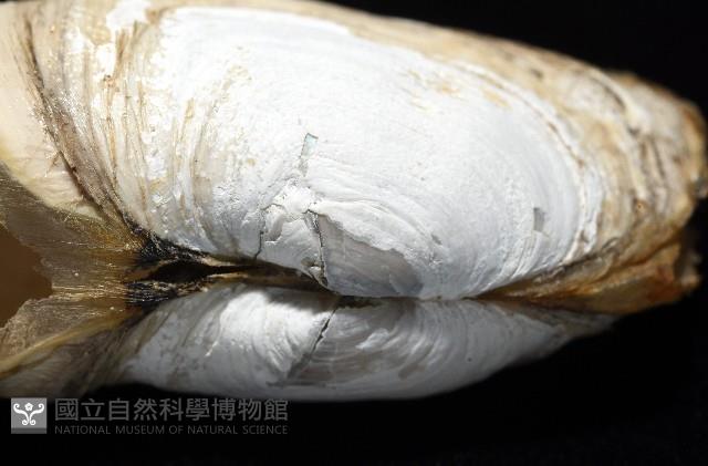 橢圓薄殼蛤藏品圖，第8張