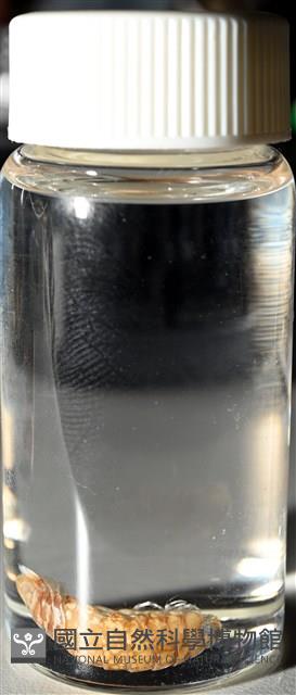 未知種紡錘水虱藏品圖，第8張