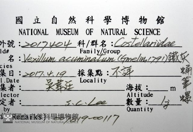 鐵灰蛹筆螺藏品圖，第8張