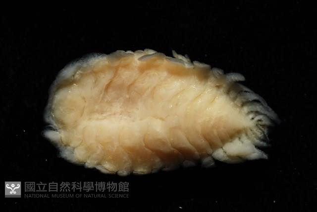 逆背阿波羅鰓虱藏品圖，第8張