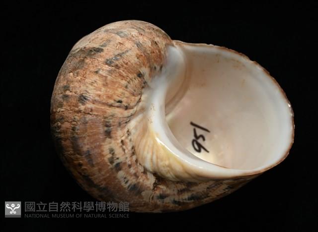 芮氏蠑螺藏品圖，第8張