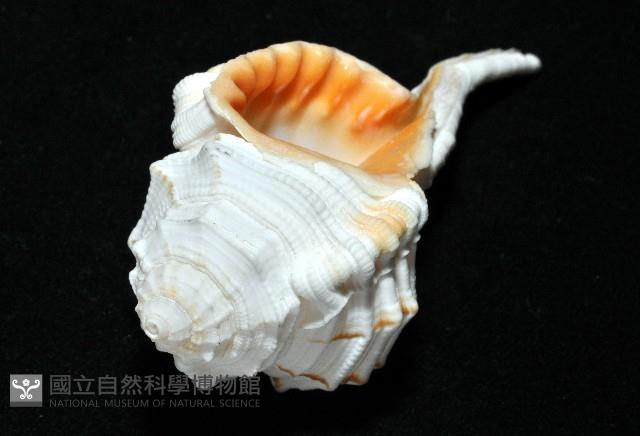 玉女象法螺藏品圖，第8張