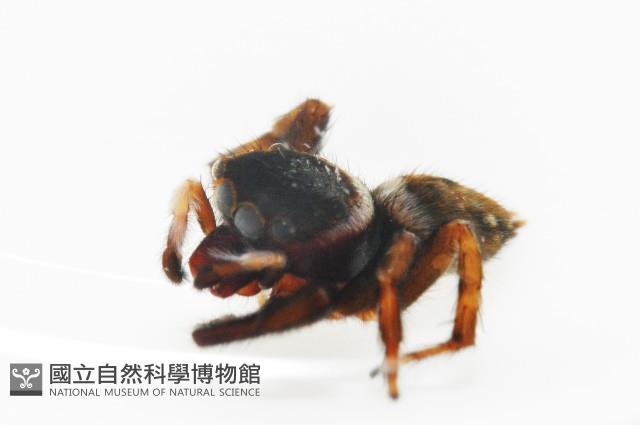 毛垛兜蠅虎藏品圖，第8張