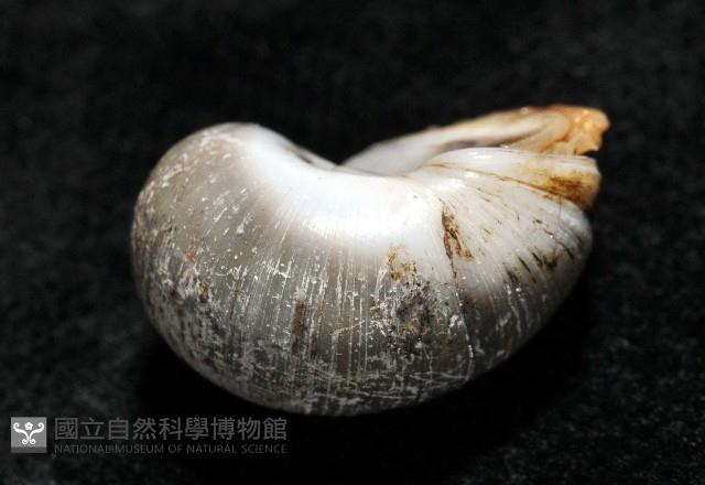 安東尼玉螺藏品圖，第8張