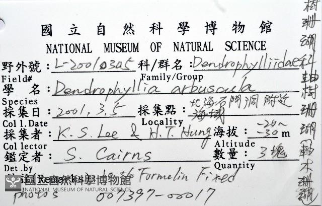 軸樹珊瑚(軸木珊瑚)藏品圖，第8張