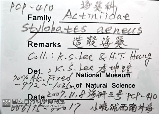 造殼海葵之一種藏品圖，第8張