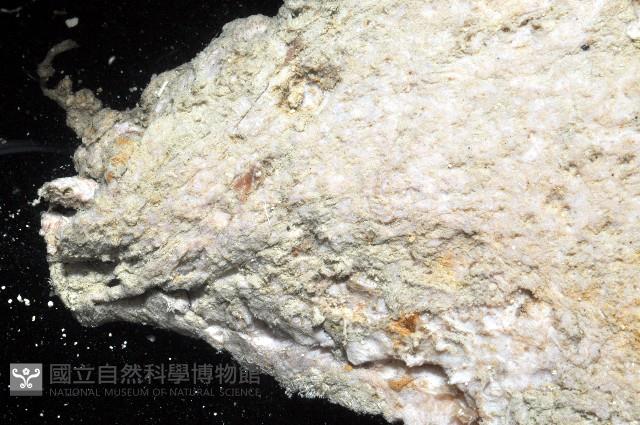 未知種薄膜海星藏品圖，第8張