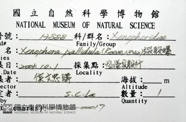 綴殼螺藏品圖，第8張
