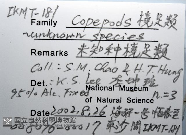 未知種橈足類藏品圖，第8張