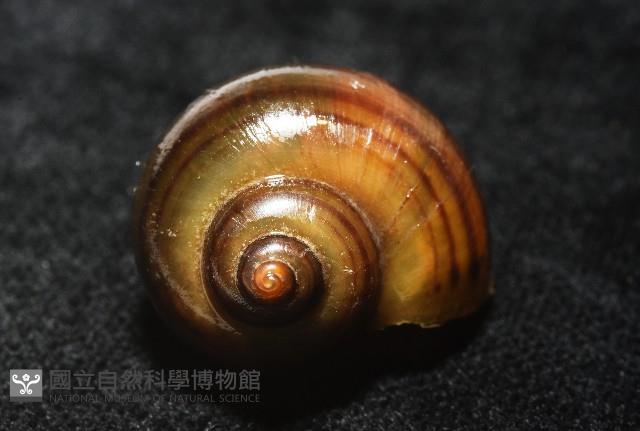 福壽螺藏品圖，第8張