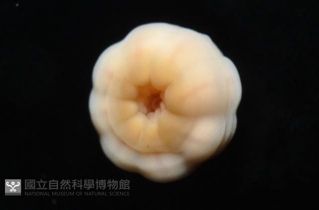 未知種海葵(海葵目)藏品圖，第8張