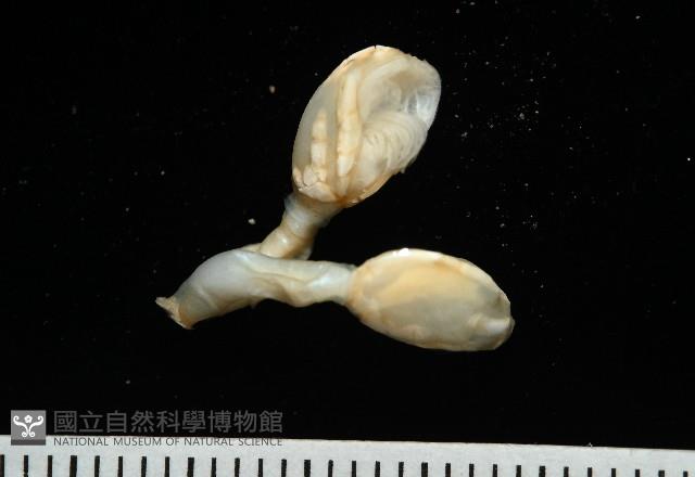 斧板茗荷藏品圖，第8張