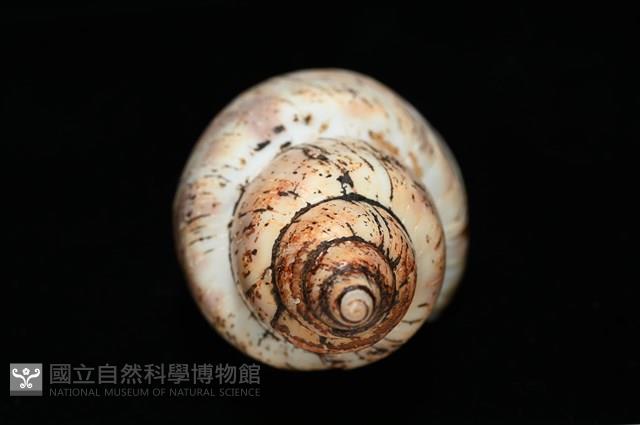 霧花鳳螺(華南鳳螺)藏品圖，第8張