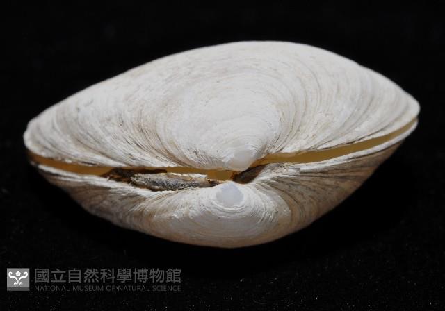 粗異白櫻蛤藏品圖，第8張