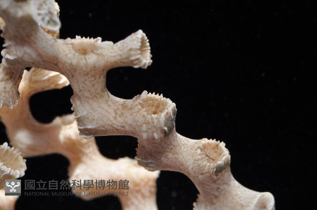 枝狀多目珊瑚藏品圖，第8張