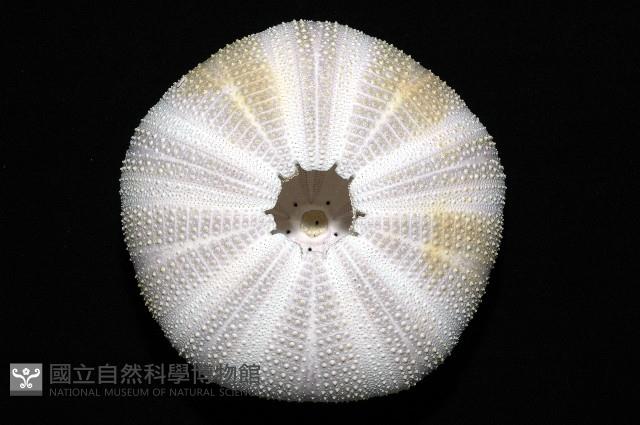 白棘三列海膽藏品圖，第8張