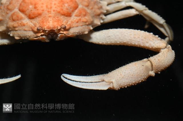 仿泡粒長螯蟹藏品圖，第8張